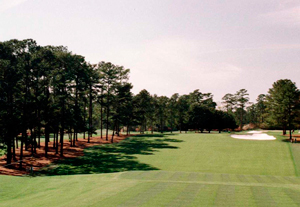 Augusta National 1st hole, Tea Olive Augusta National 1st hole, Tea Olive